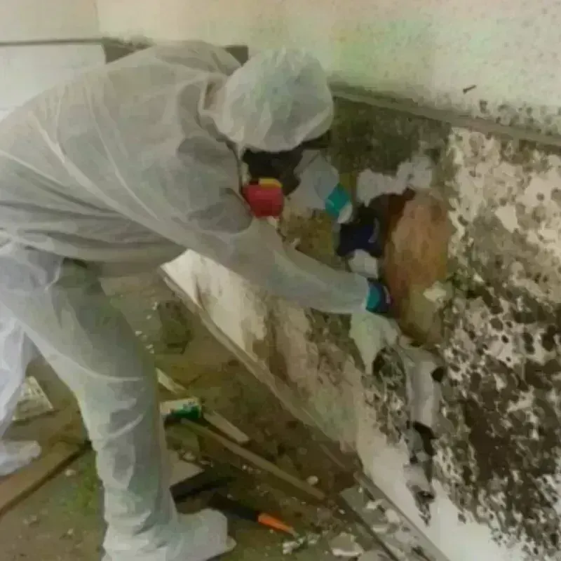 Mold Remediation and Removal in Kent County, RI